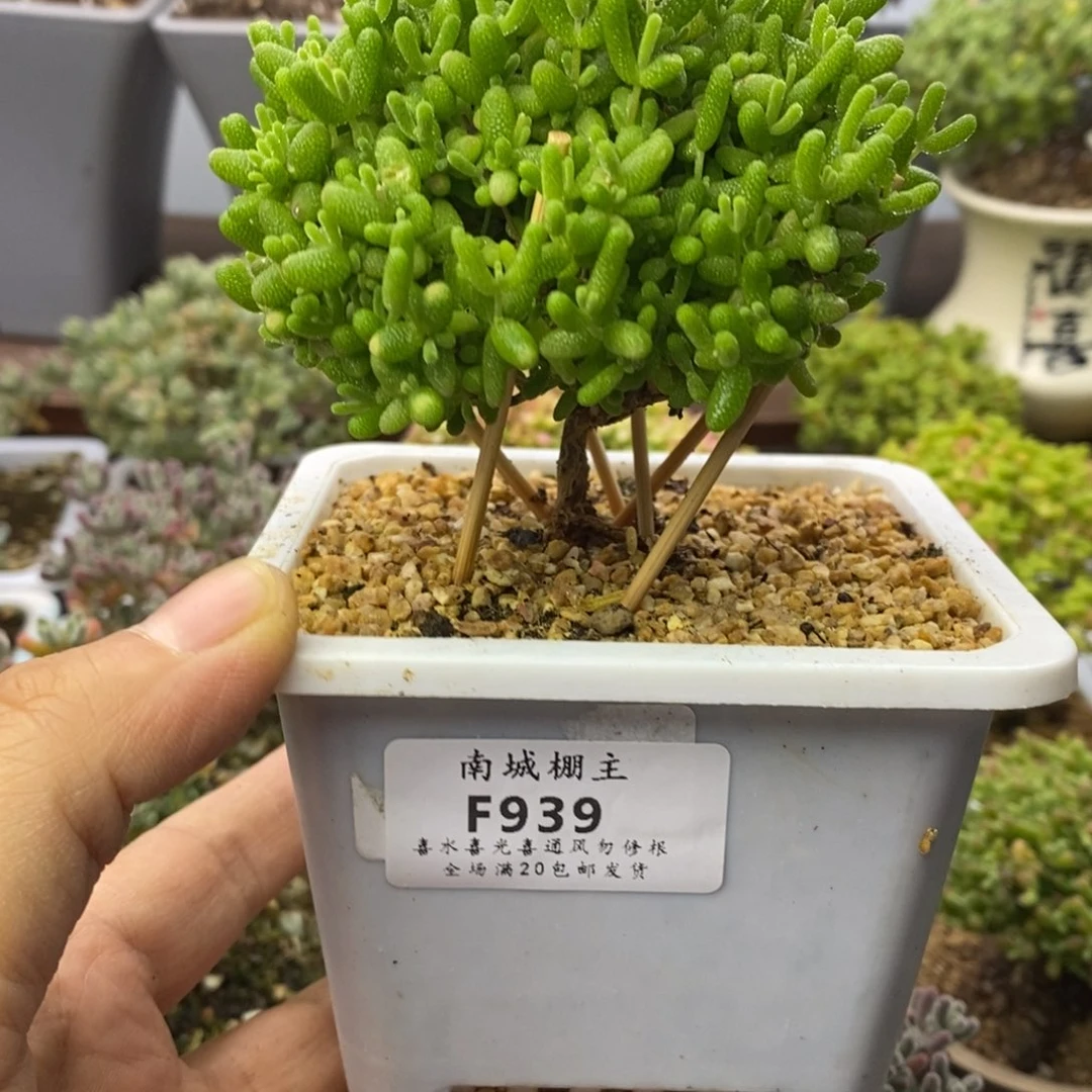 939蜜橘糖球枝干番杏