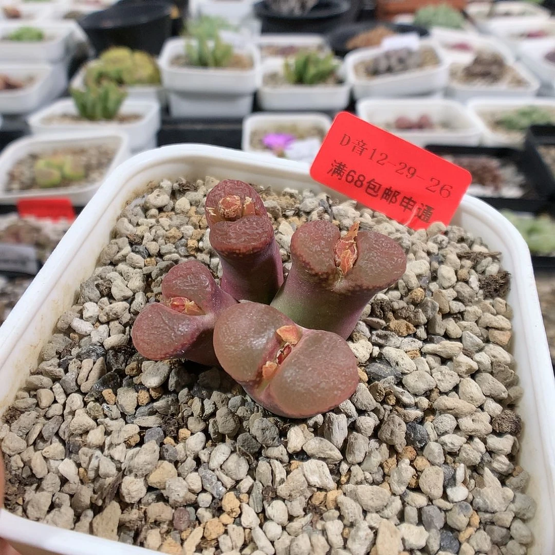 12-29-26.       红风铃