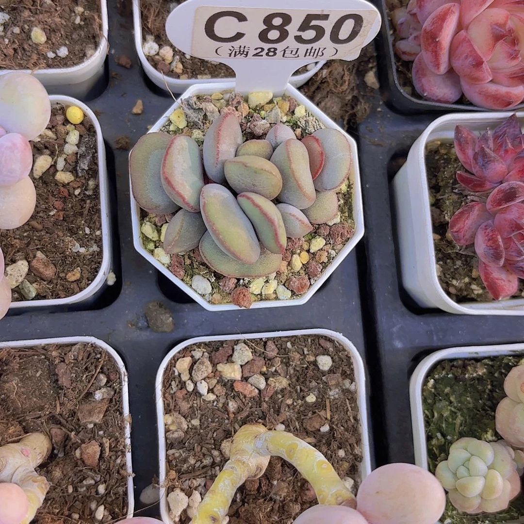 C850红蛋一物一拍