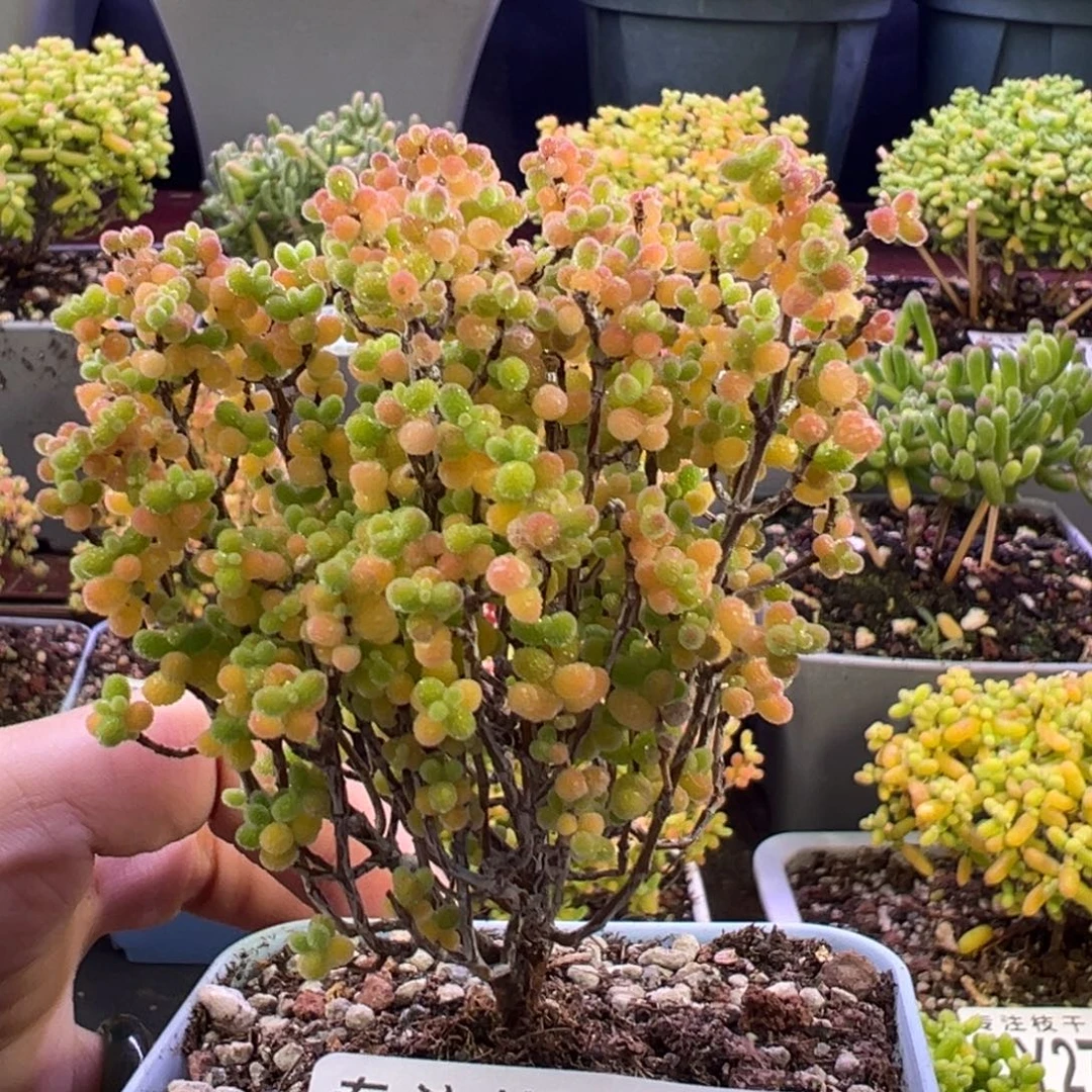 2778蜜橘糖球。7cm盆