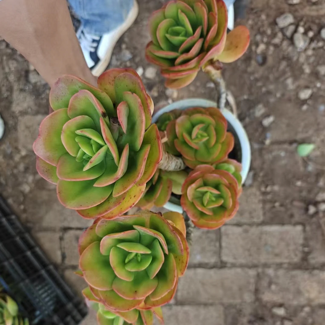精控红梅 金金精品多肉植物