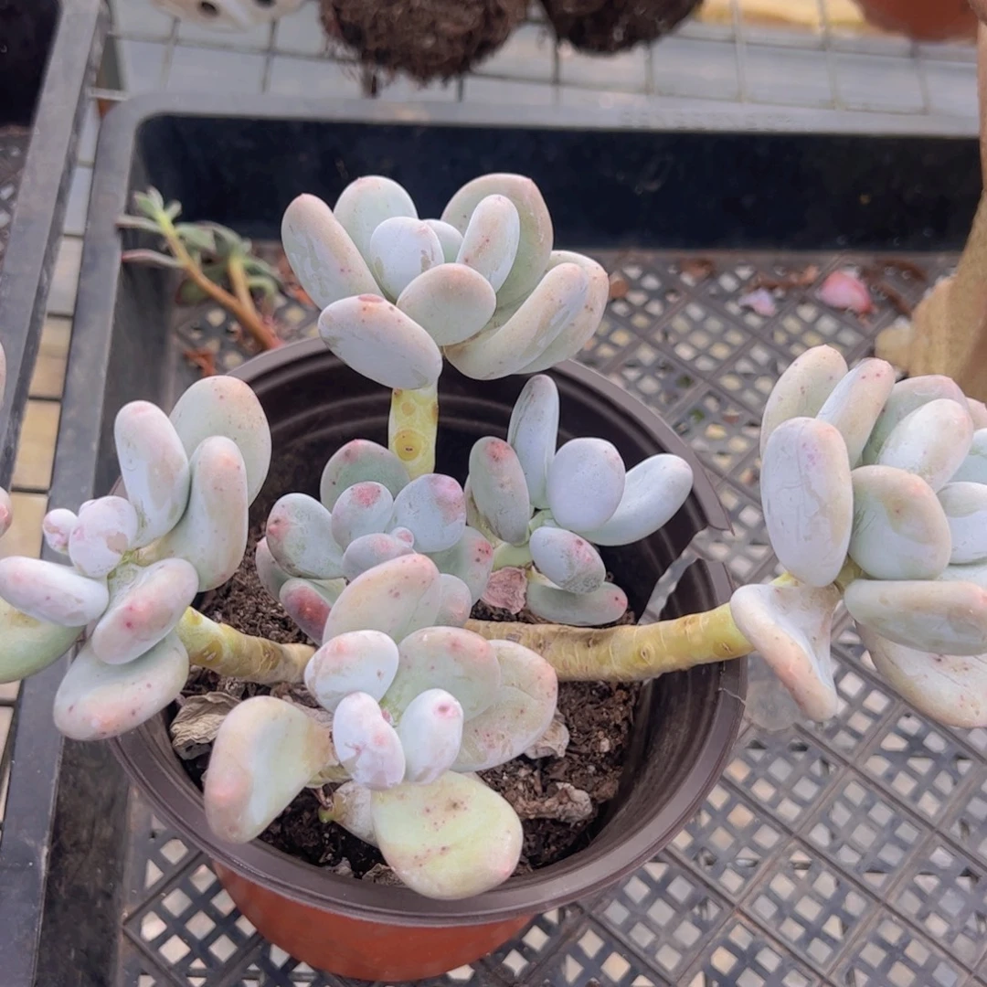 奶酪三头起发老桩