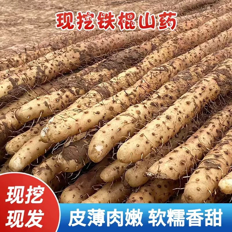 铁棍山药软糯香甜营养高产地直发4.5斤装原产地垆土山药60-75公分