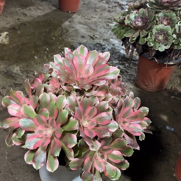 多肉植物法师香妃10