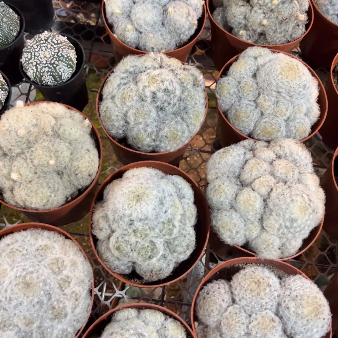 白星大的随机一颗