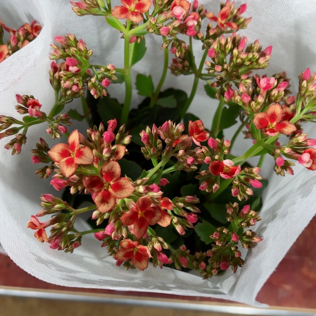 A066单瓣长寿花一颗