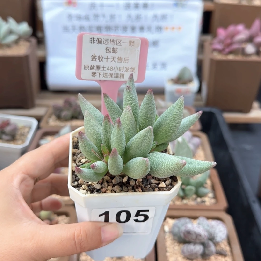 105大红嘴多肉植物