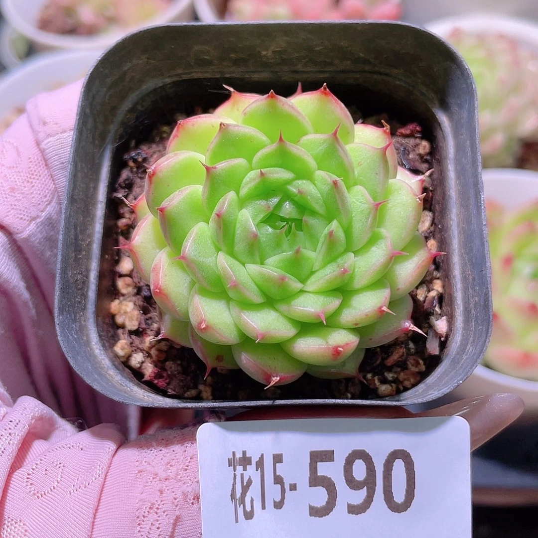 花利美15-590海王