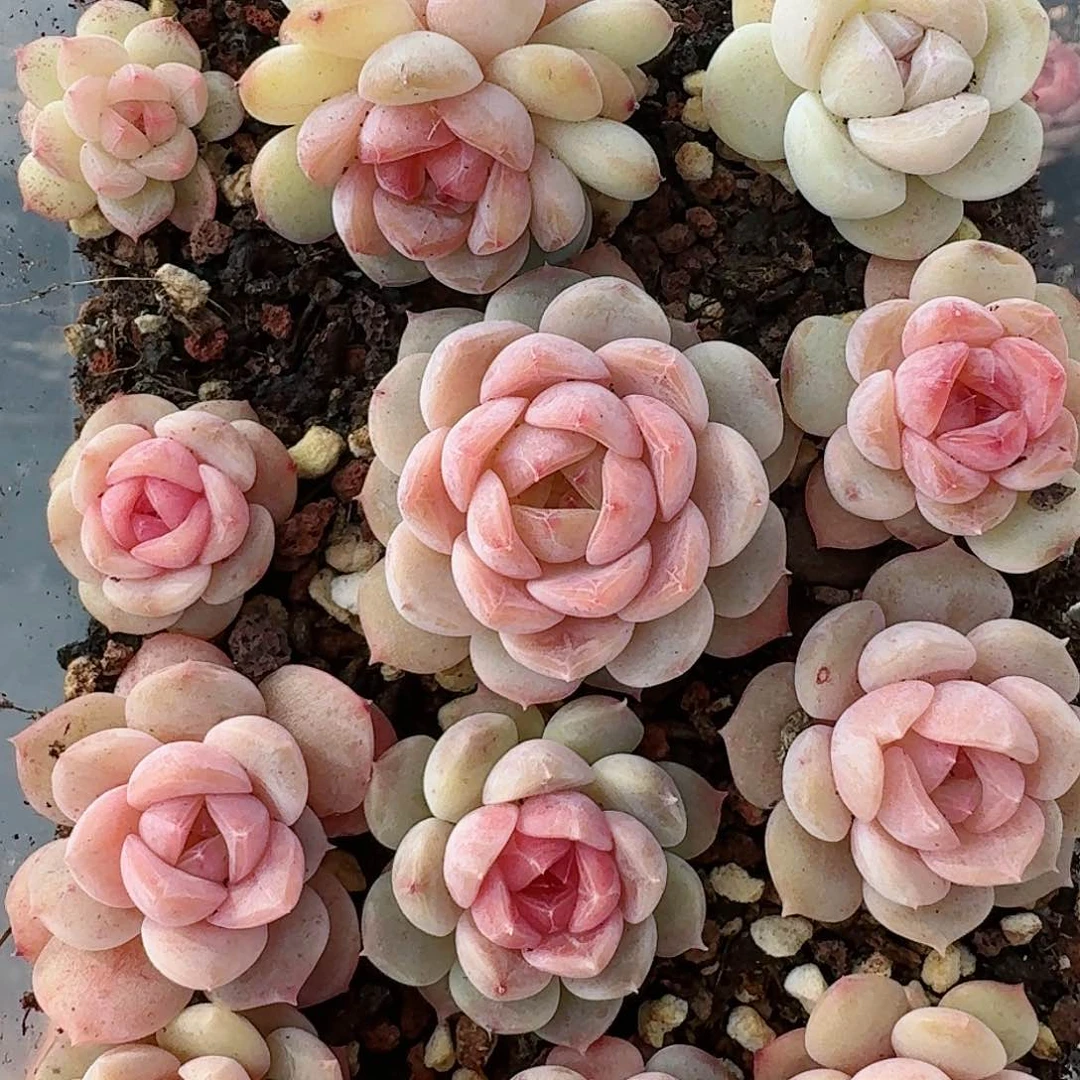 杂交新品珍妮多肉269