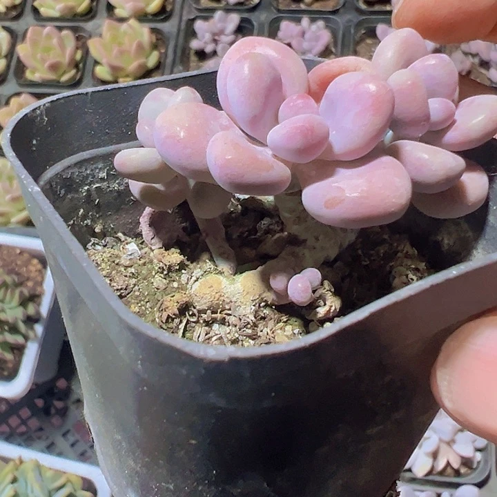 桃蛋精品多肉植物大战