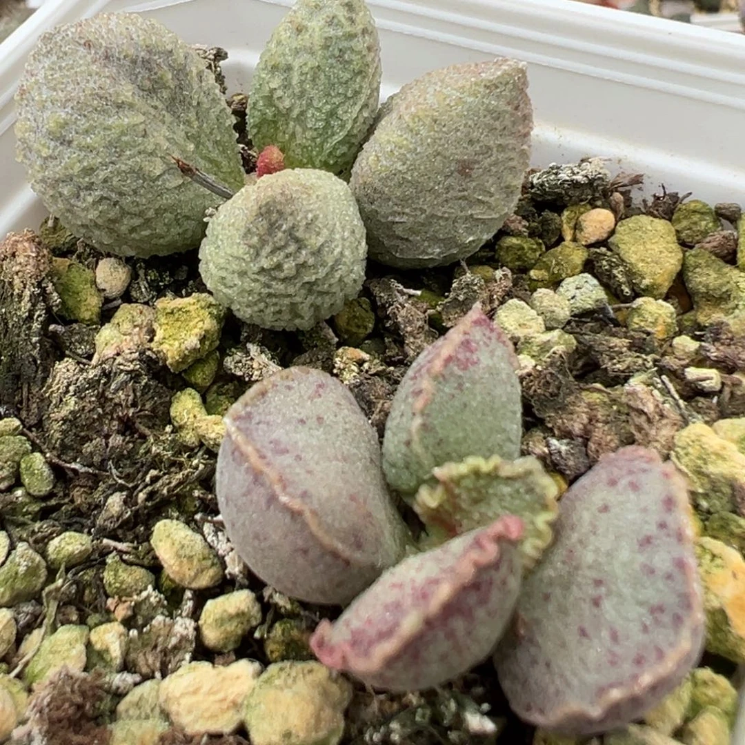 实生新品两颗一起多肉植物水泡