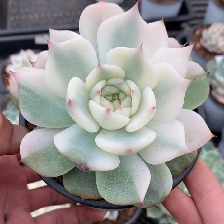 ﹏****n吉娃娃锦多肉植物115号