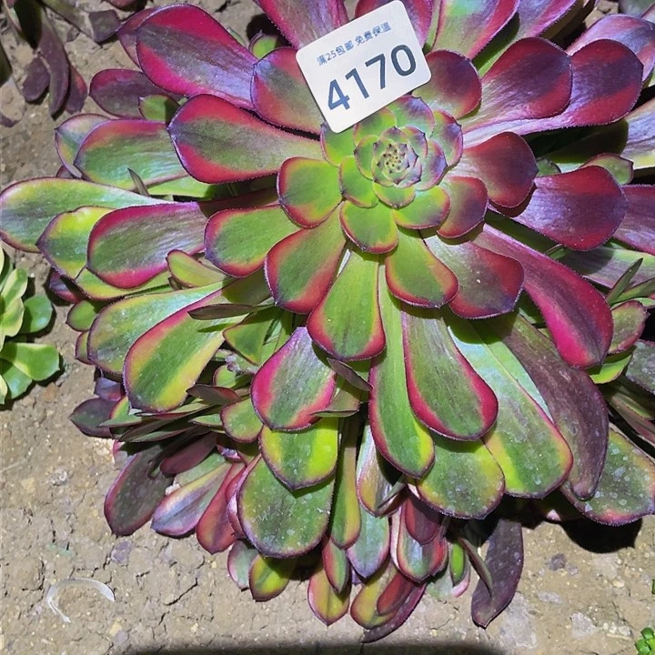 4170祝融多肉植物