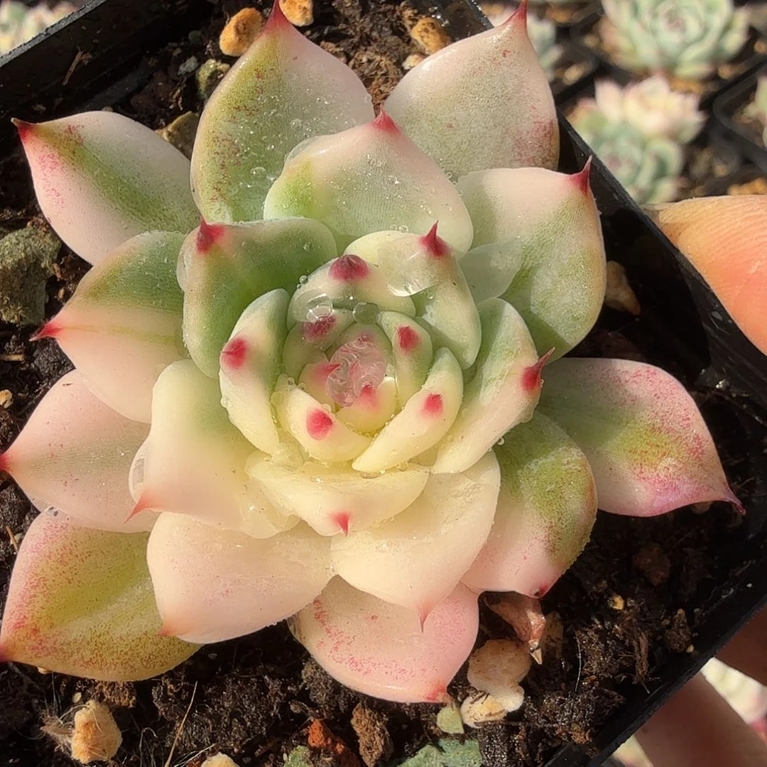 吉娃娃锦花脸，多肉植物