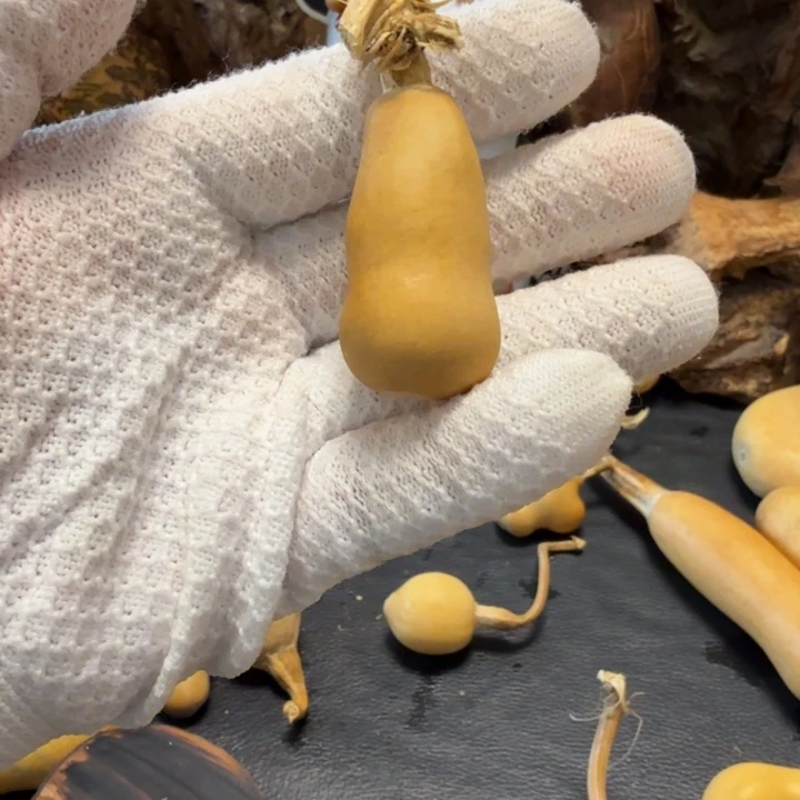 西***柿666666666666666666