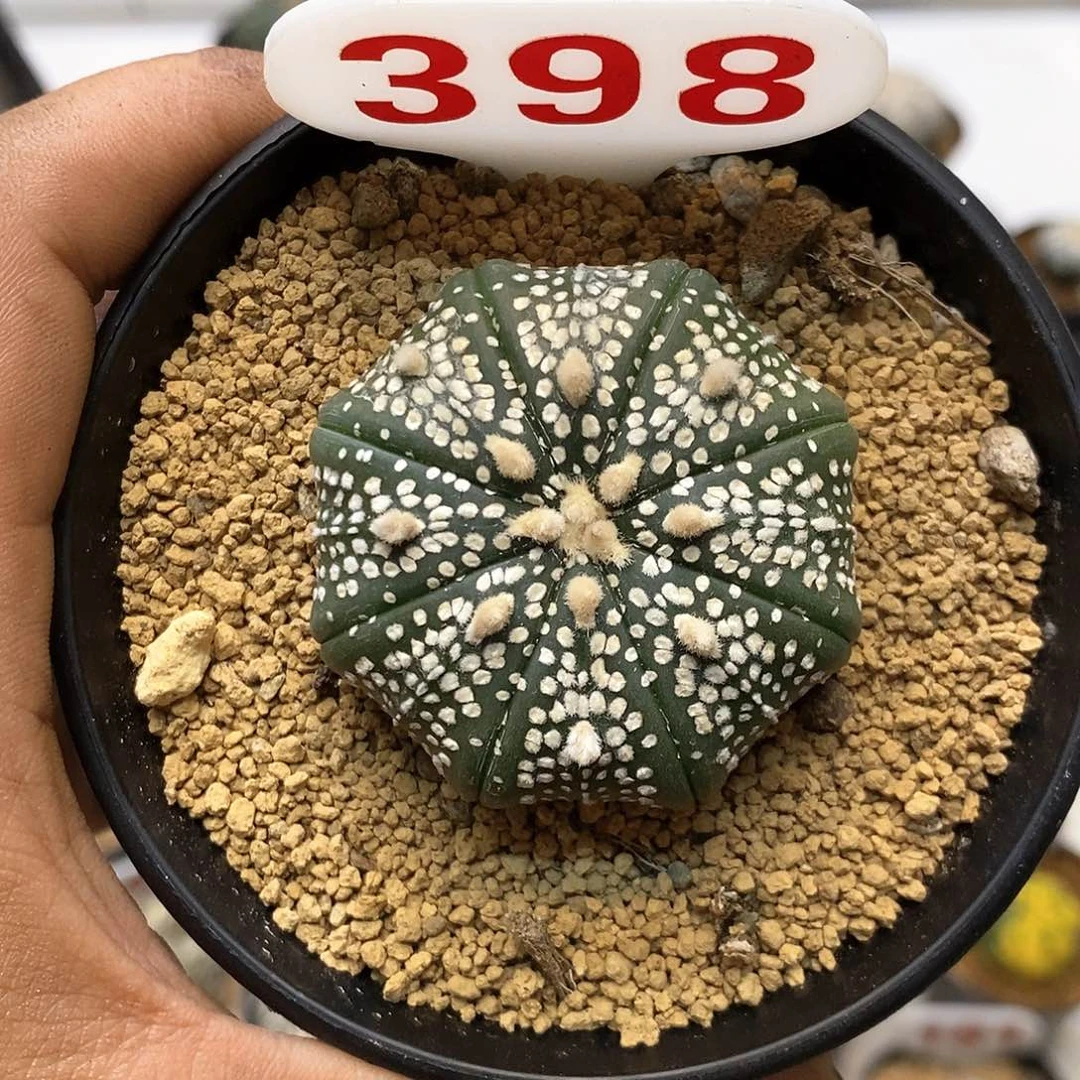 398皇室奇迹福利特价咯