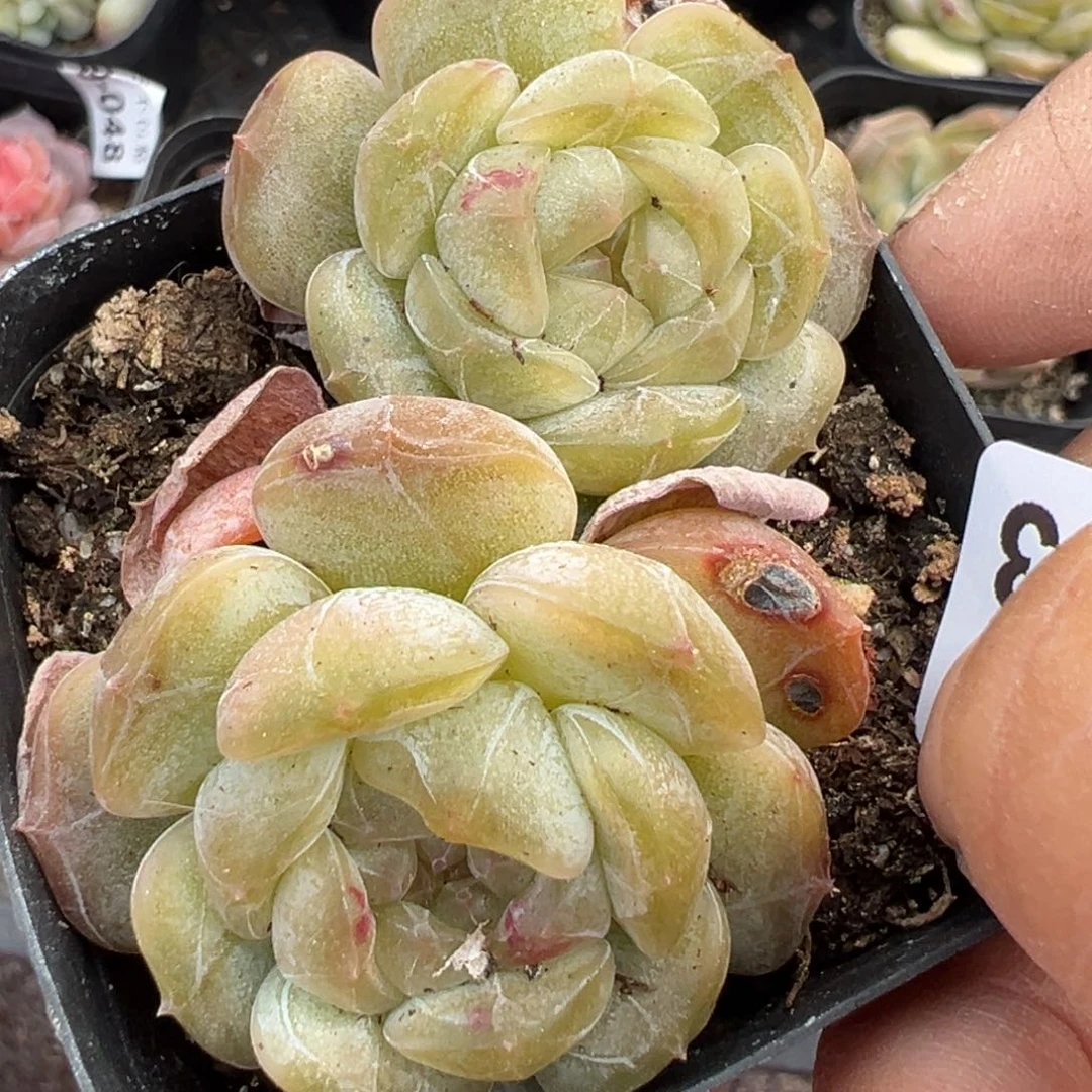 小卡拉米糖心一物一拍21-43