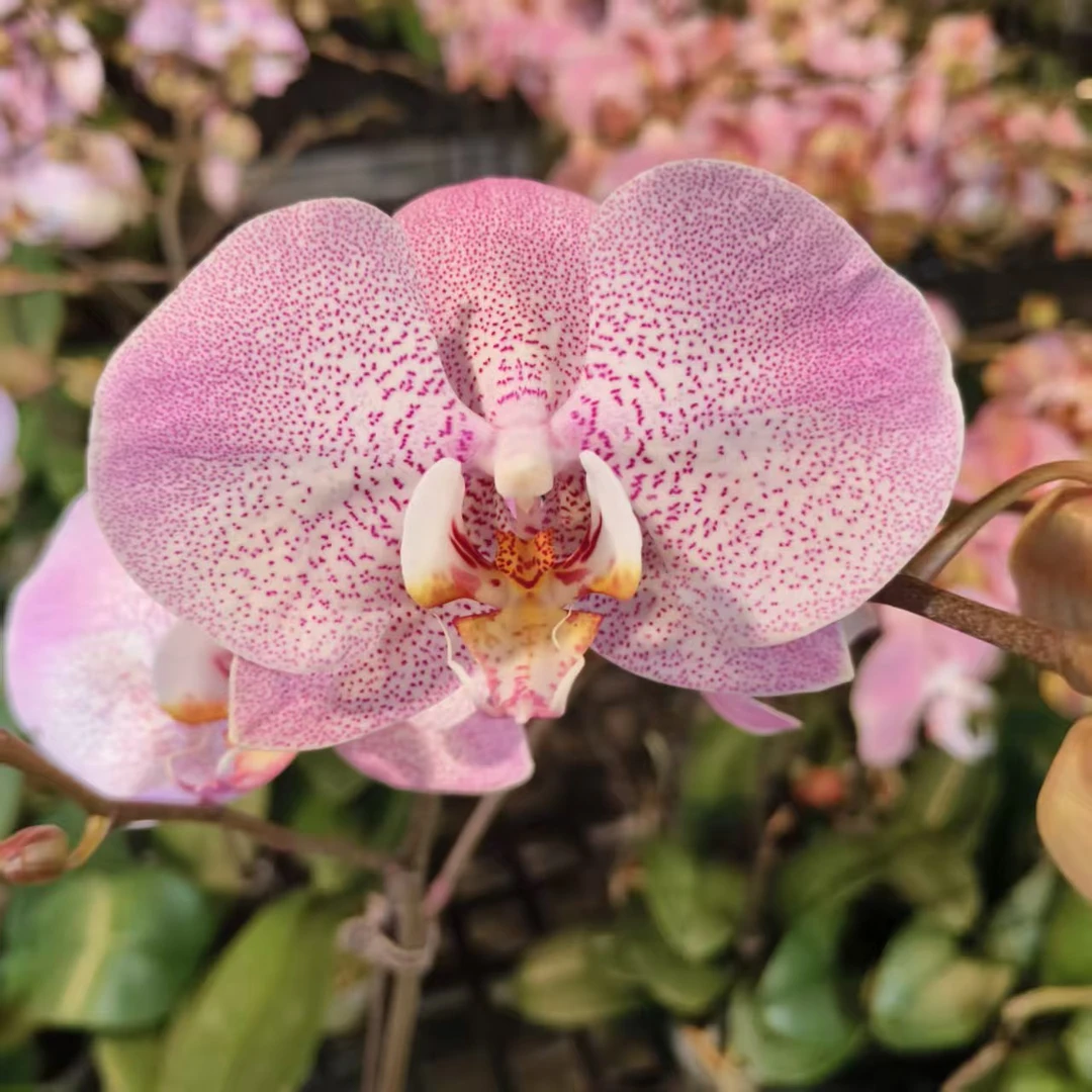 蝴蝶兰【奥尔堡】梦幻浪漫室内高端花卉绿植