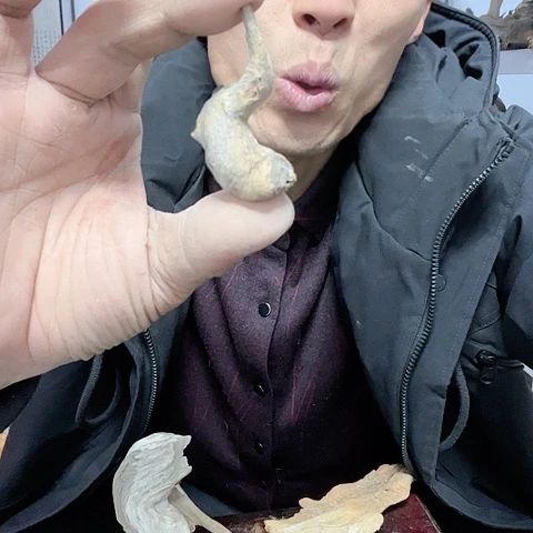 【闪购商品】柏木（崖柏）6