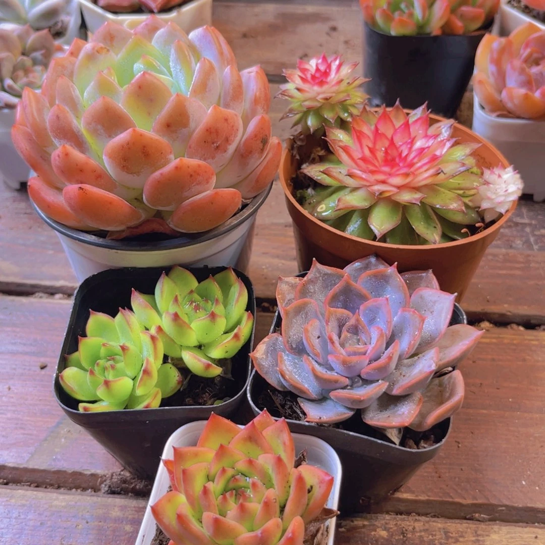 糖果 红钻锦 月亮石 菲欧娜 安斯顿