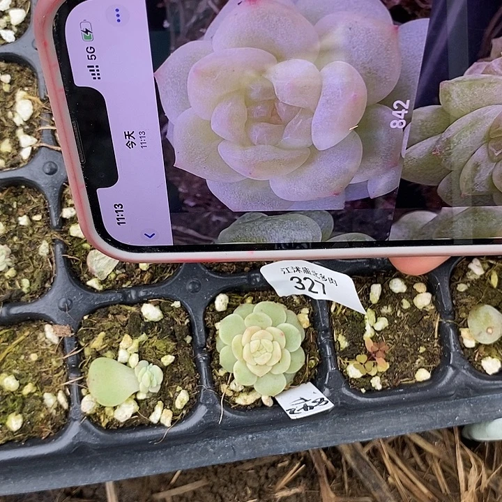 标327风花842穴盘一个