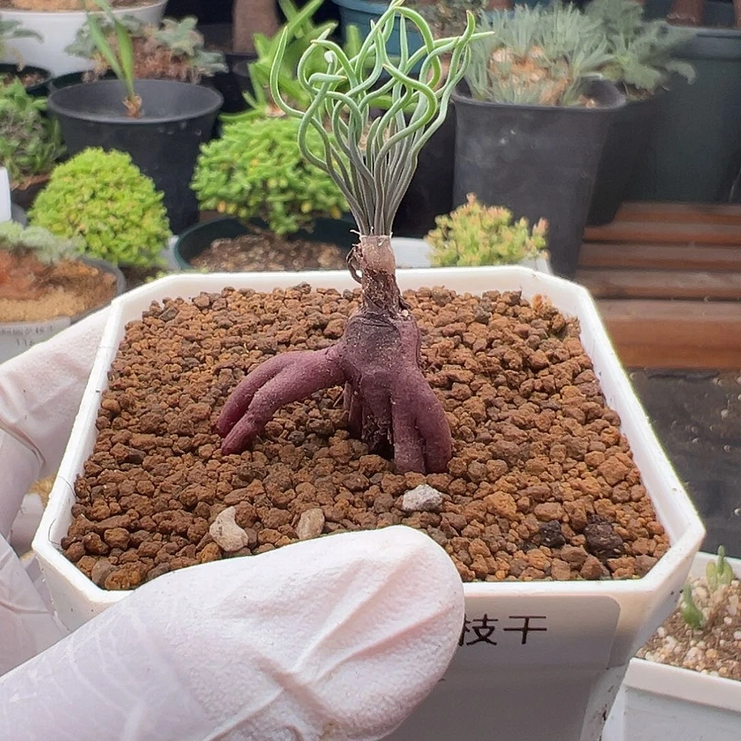 134号方便面弹11.3多肉