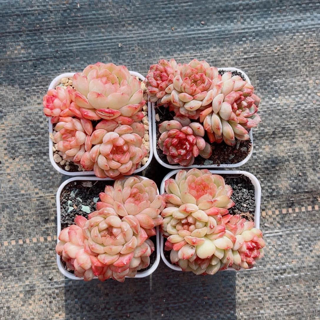 周*风靡园艺思黛珍妮群