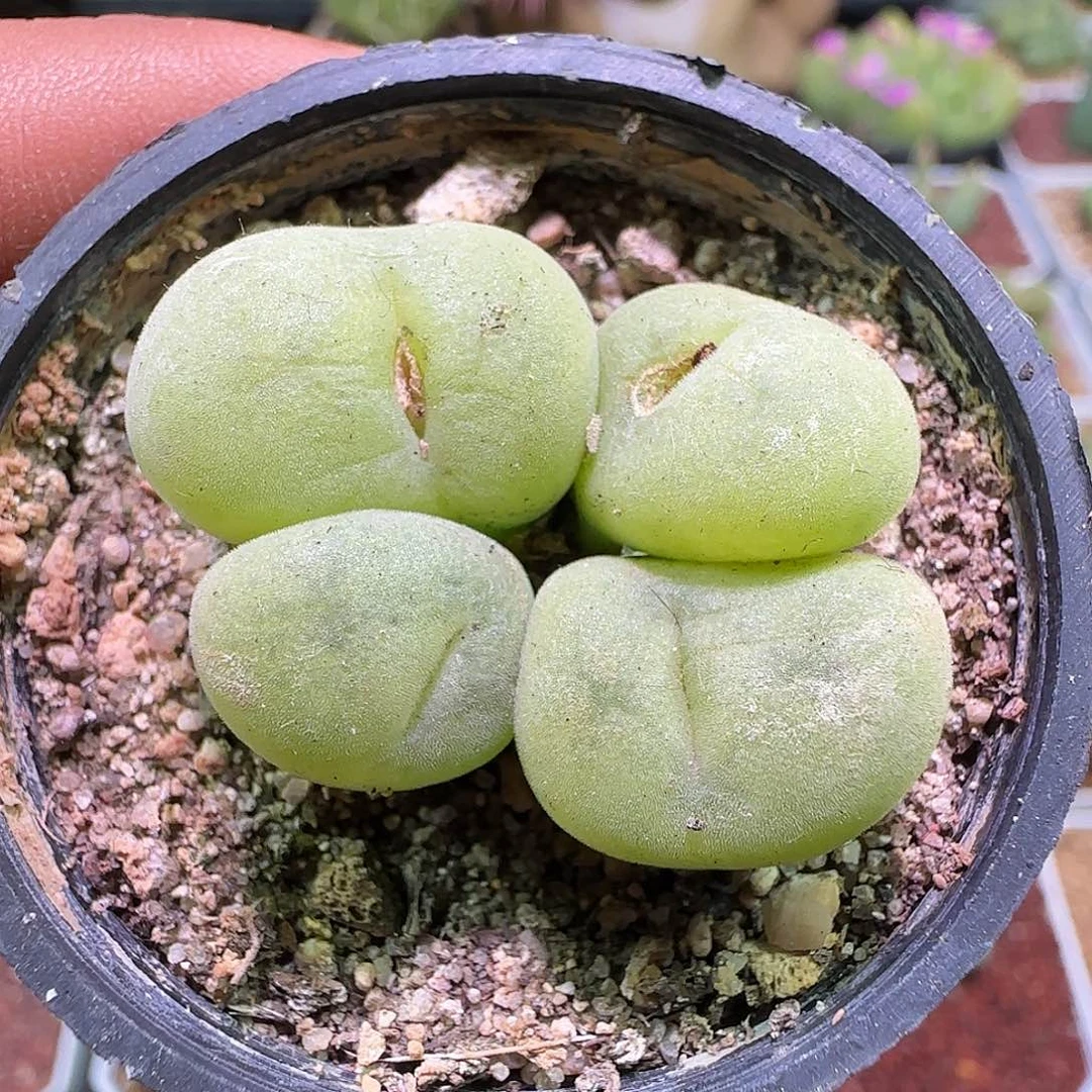 老板跑了快买呀064