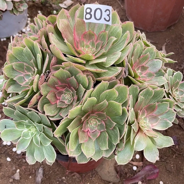 803莲花座多肉植物