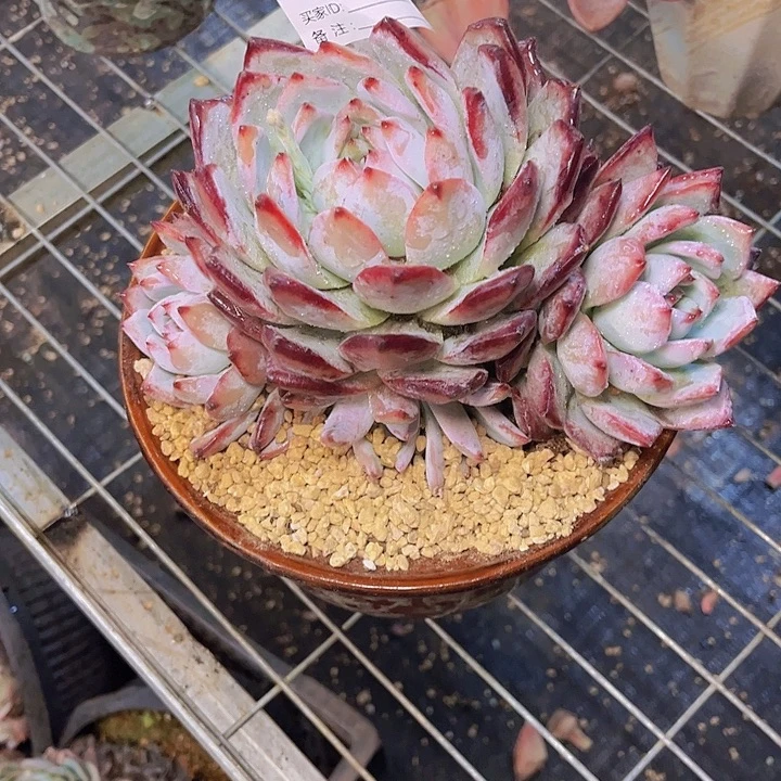 阿***呀这也不是我们说要368