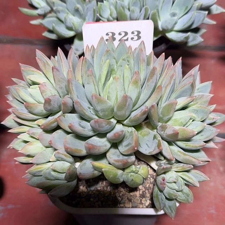 红蛋323多肉植物
