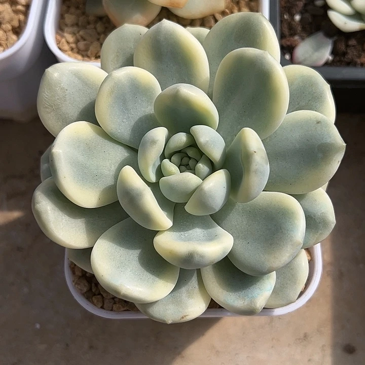 望舒锦多肉植物饭