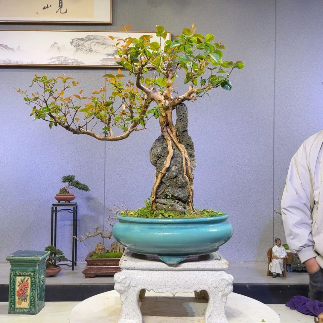 巴西红果盆景盆景