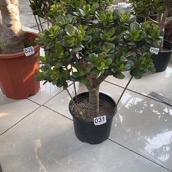 姬红花月独杆老桩