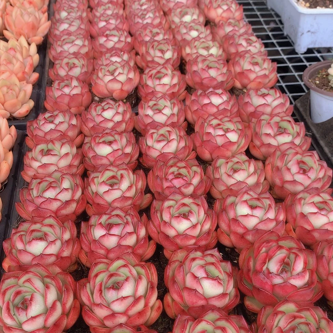 三颗花田错345678899900