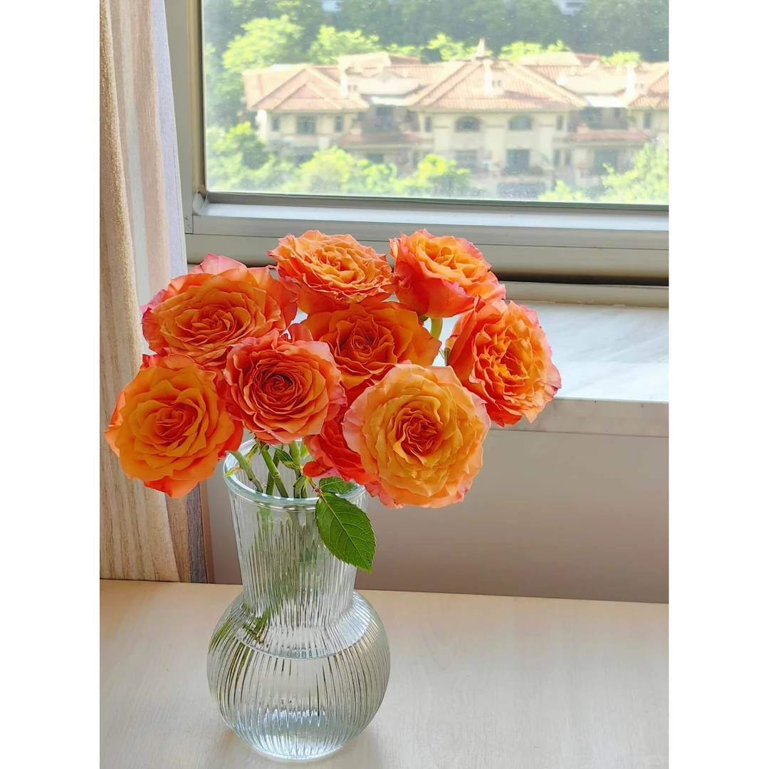 【火灵鸟】橘色系 开爆开炸 花型大云南基地直发一单包邮 鲜切玫瑰