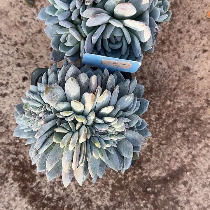 274号2个星影缀化多头