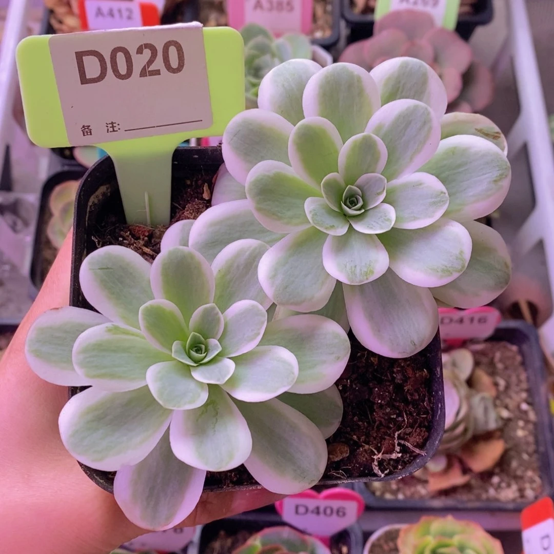 黄锦春晓一物一拍D020