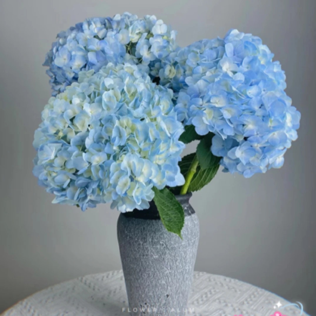 【绣球】花田家鲜花速递