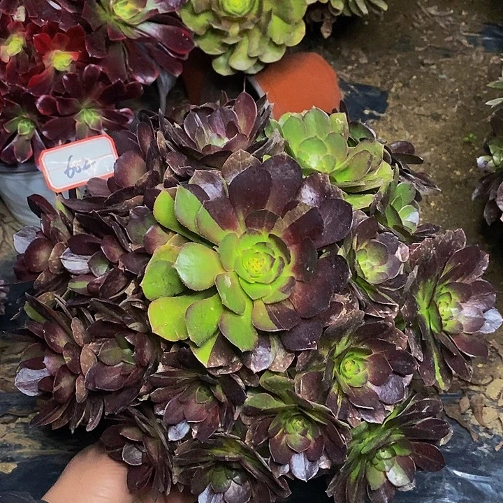 万黑牡丹老桩捧花602