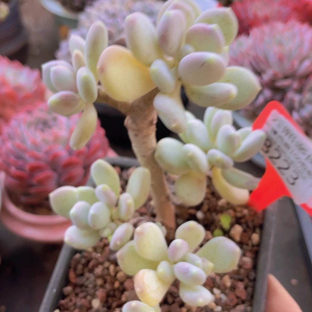 8223稻田姬美人。