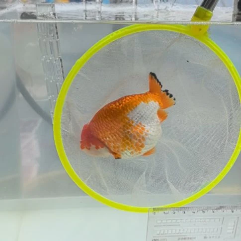 海水鱼特价福利大放送