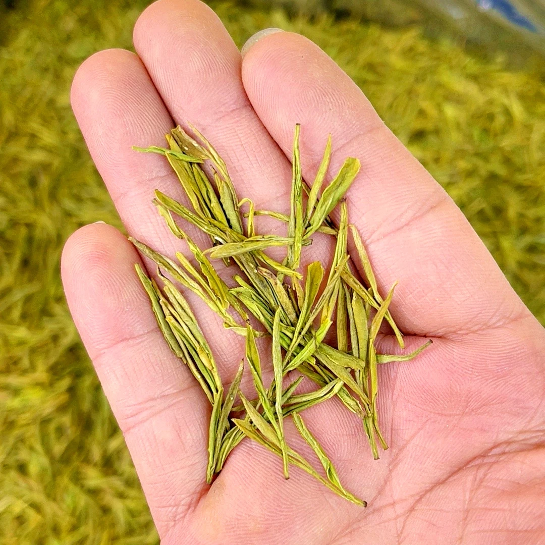 【西游茶行】2024新茶高山明前嫩芽小芽黄金芽豆香花香奶香 AJ-458