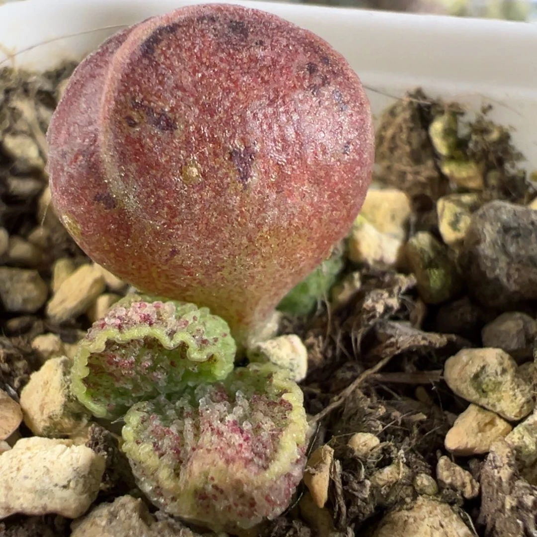 血斑款实生新品大苗多肉植物水泡
