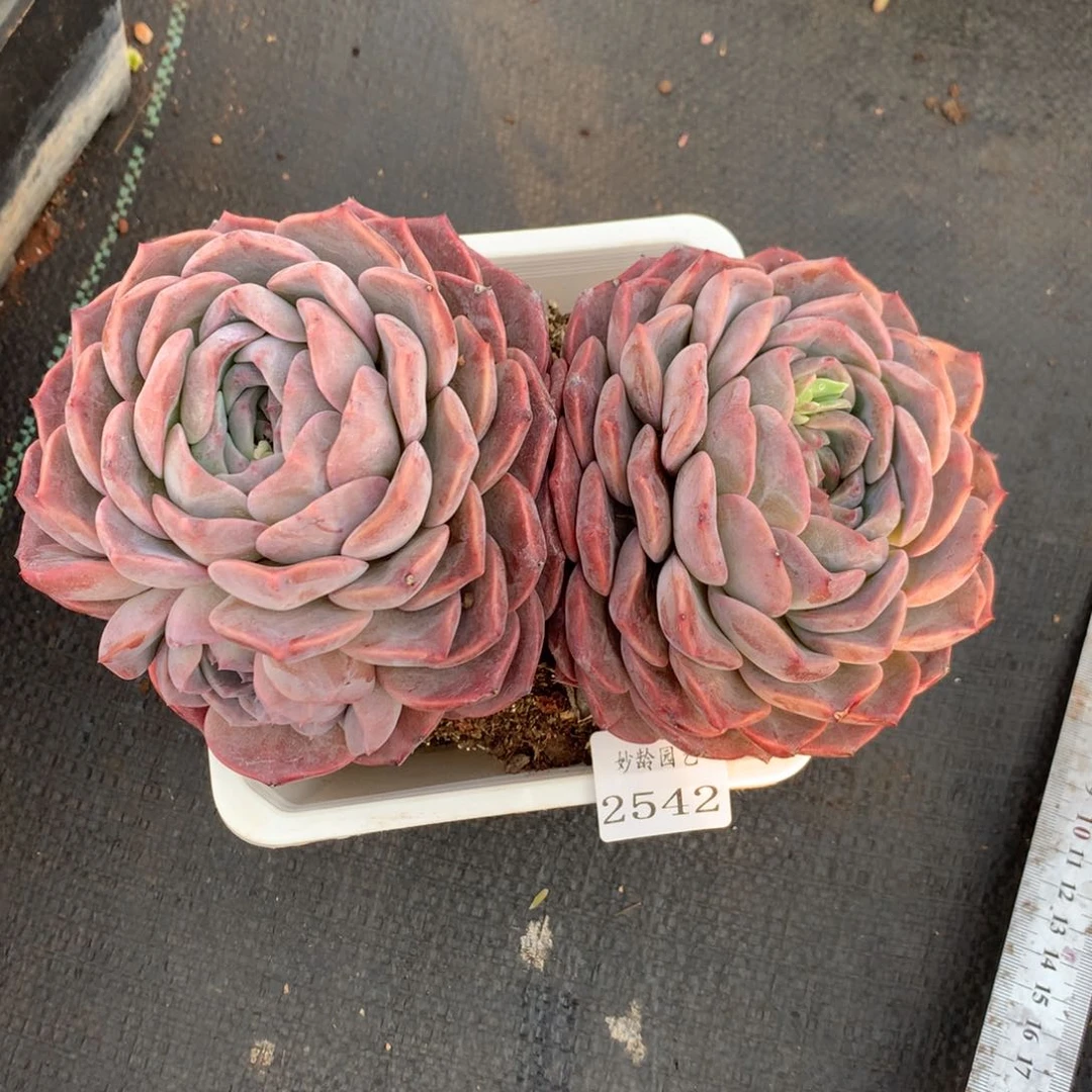 水*蓝2542杂交精品基地18厘米