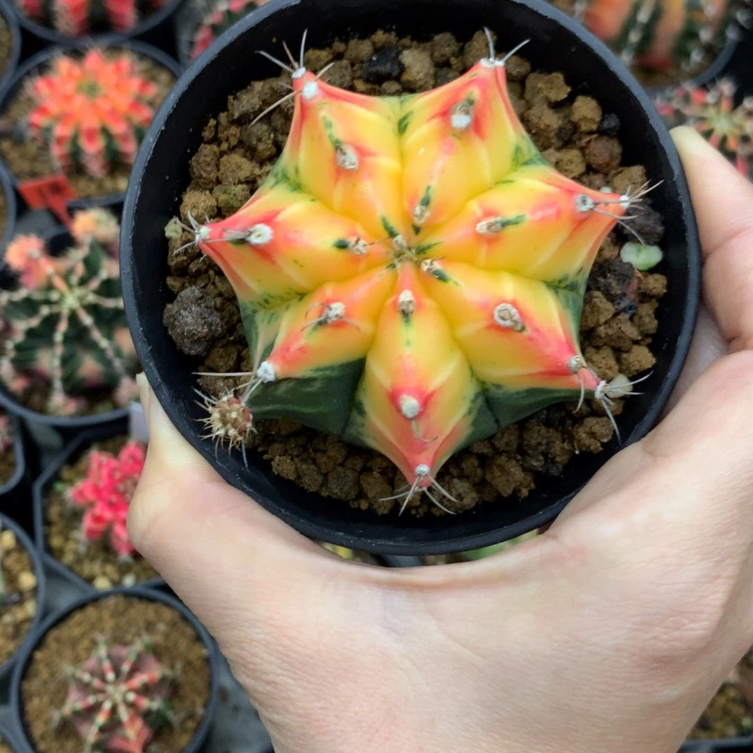 z***3仙人球米哈牡丹锦