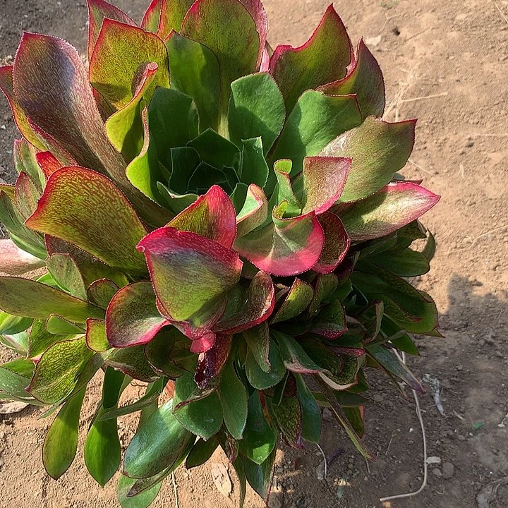 魅影七彩多肉植物230