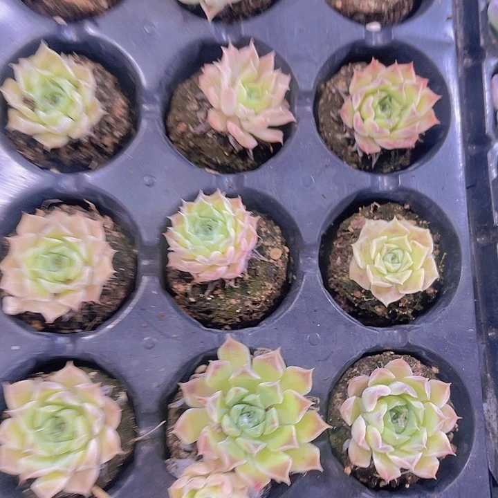 精品海滨格瑞多肉植物