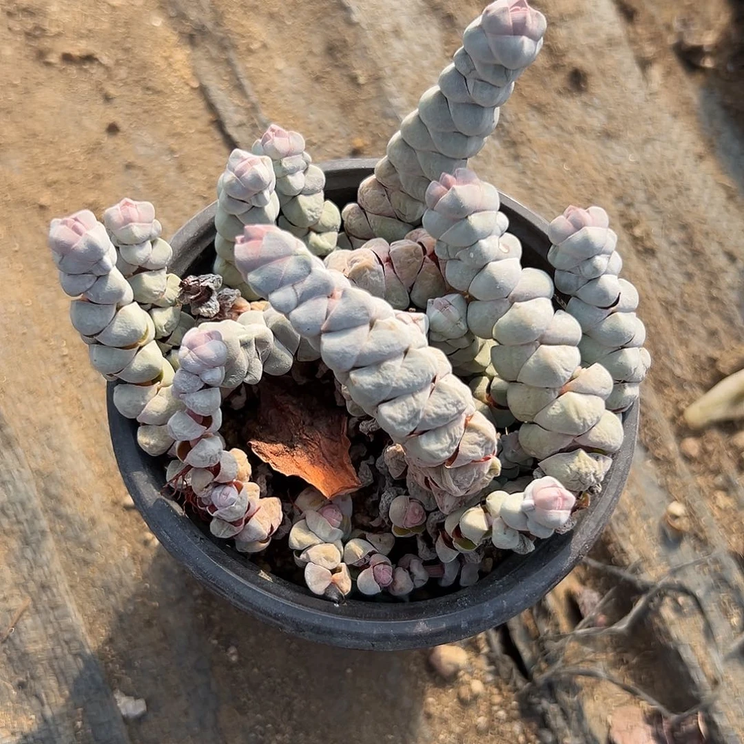 多肉植物白志儿群