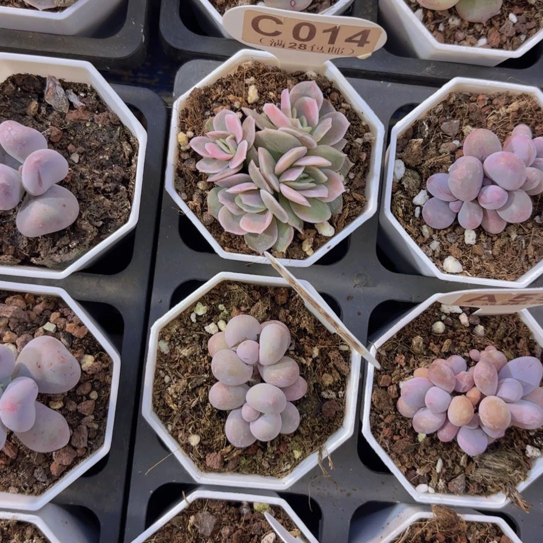 C014蓝色惊喜锦一物一拍